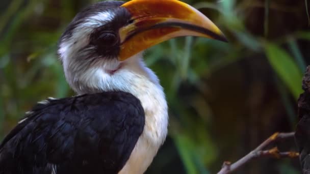 Gros Plan Oiseau Déplaçant Par Une Journée Ensoleillée Printemps — Video