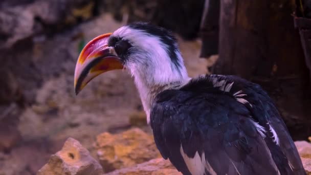 Gros Plan Oiseau Déplaçant Par Une Journée Ensoleillée Printemps — Video