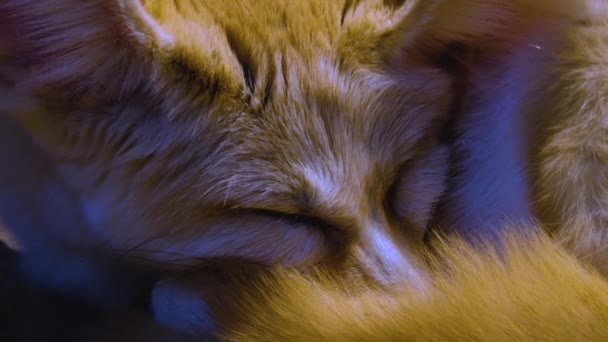 Close Desert Fox Resting — Stockvideo