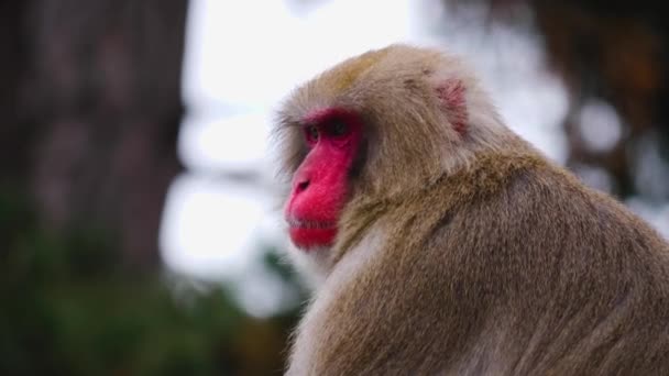 Close Monkey Looking — Video Stock