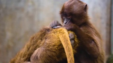 Kanayan iki maymuna yaklaşın. 