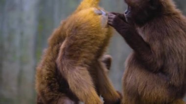 Kanayan iki maymuna yaklaşın. 