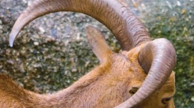 Yazın dağ keçisini kapat..