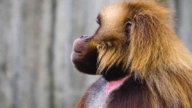 Kanayan iki maymuna yaklaşın. 