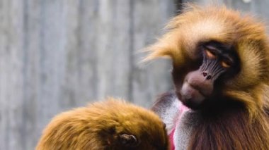 Kanayan iki maymuna yaklaşın. 