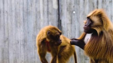 Kanayan iki maymuna yaklaşın. 