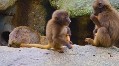 Kanayan iki maymuna yaklaşın. 