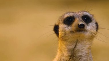 Kumda yaşayan mirketlere yaklaş ve etrafa bak.