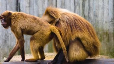Kanayan iki maymuna yaklaşın. 