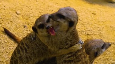 Kumda yaşayan mirketlere yaklaş ve etrafa bak.