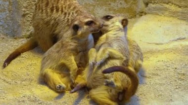 Kumda yaşayan mirketlere yaklaş ve etrafa bak.