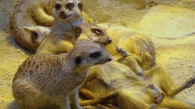 Kumda yaşayan mirketlere yaklaş ve etrafa bak.