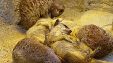 Mirketin etrafını kolaçan et 