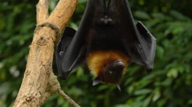 Uçan Tilki 'ye yakın bir yerde de kötü bir meyve salkımı var..