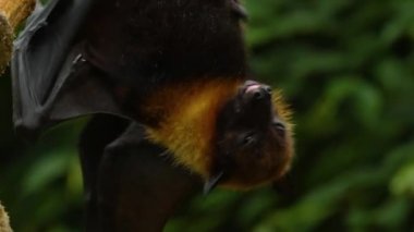 Uçan Tilki 'ye yakın bir yerde de kötü bir meyve salkımı var..