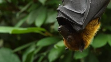 Uçan Tilki 'ye yakın bir yerde de kötü bir meyve salkımı var..
