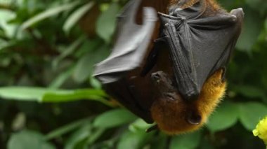 Uçan Tilki 'ye yakın bir yerde de kötü bir meyve salkımı var..