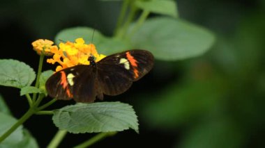 Bir çiçeğin üzerinde oturan kelebeğe yaklaş.