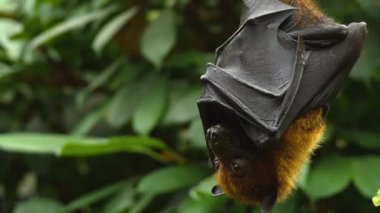 Uçan Tilki 'ye yakın bir yerde de kötü bir meyve salkımı var..