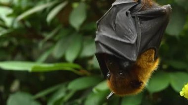 Uçan Tilki 'ye yakın bir yerde de kötü bir meyve salkımı var..