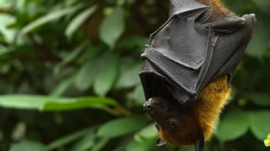 Uçan Tilki 'ye yakın bir yerde de kötü bir meyve salkımı var..