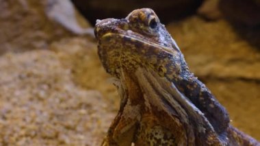 Etrafa bakan sürüngenlere yaklaş.