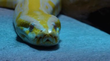 Etrafa bakan sürüngenlere yaklaş.