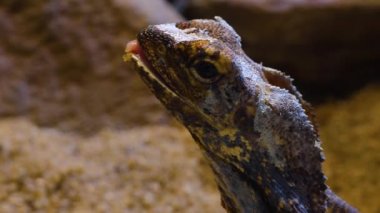 Etrafa bakan sürüngenlere yaklaş.