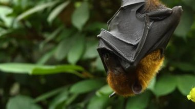 Uçan Tilki 'ye yakın bir yerde de kötü bir meyve salkımı var..