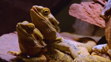 Etrafa bakan sürüngenlere yaklaş.