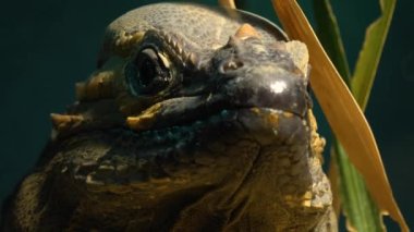 Etrafa bakan sürüngenlere yaklaş.