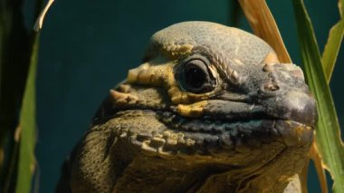 Etrafa bakan sürüngenlere yaklaş.