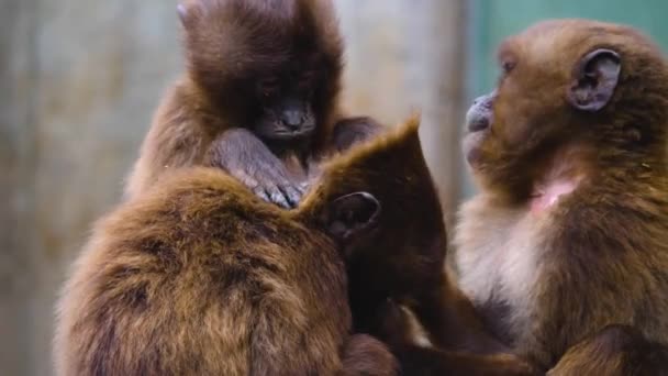Zblízka Dvě Krvácející Srdeční Opice — Stock video
