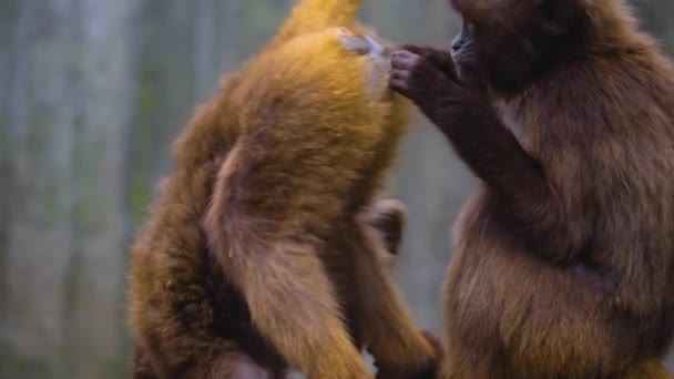 Close Two Bleeding Heart Monkeys — Vídeo de Stock