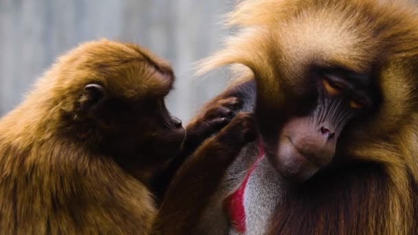 Gros Plan Deux Singes Cardiaques Saignants — Video