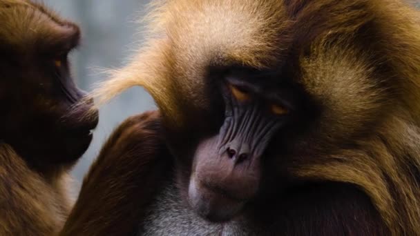 Zamknięcie Dwóch Krwawiących Małp Serca — Wideo stockowe