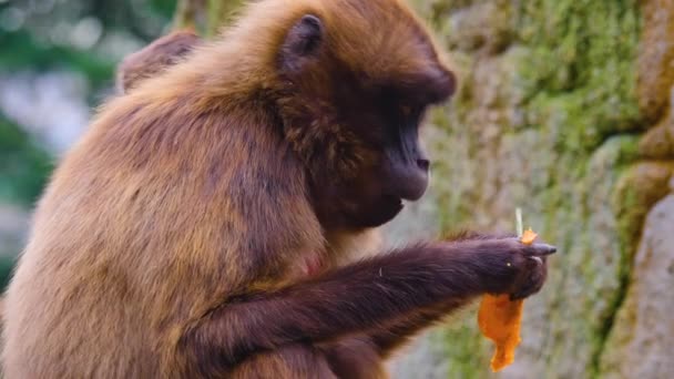 Apropierea Două Maimuțe Cardiace Care Sângerează — Videoclip de stoc