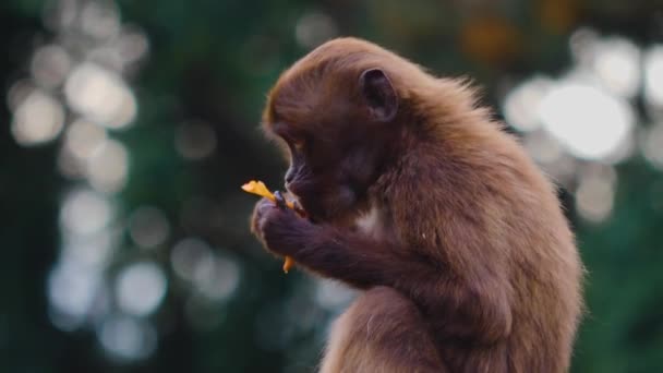 Крупним Планом Дві Кровотечі Серцевих Мавп — стокове відео