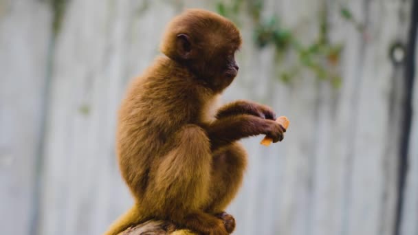 Close Two Bleeding Heart Monkeys — 图库视频影像