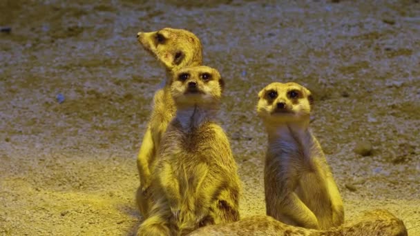 Close Meerkats Sand Looking — Vídeo de Stock