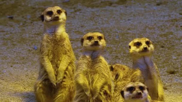 Close Meerkats Sand Looking — Stockvideo