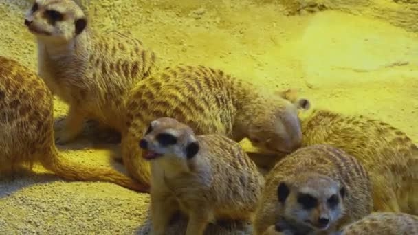 Close Van Stokstaartjes Het Zand Die Rondkijken — Stockvideo