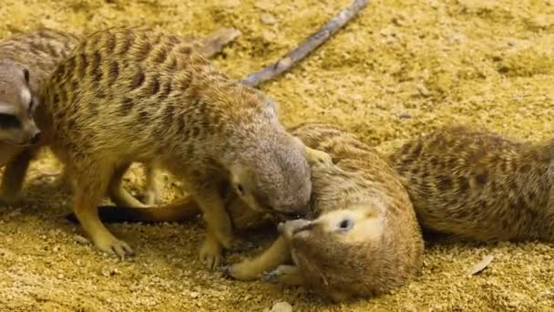 Κοντινό Πλάνο Των Meerkats Στην Άμμο Κοιτάζοντας Γύρω — Αρχείο Βίντεο