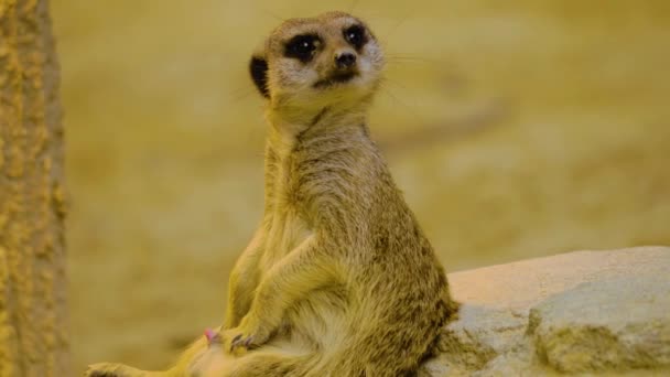 Close Meerkats Sand Looking — Stockvideo