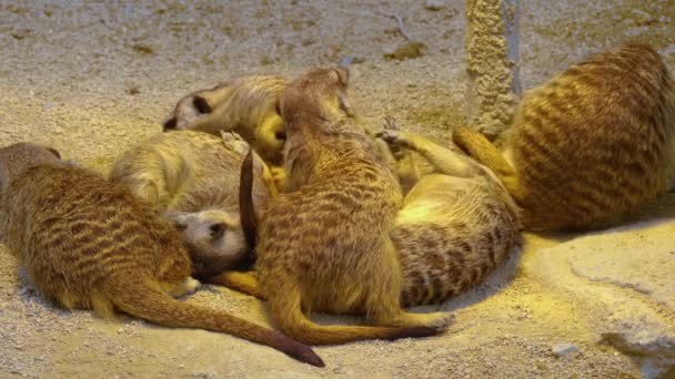 Close Meerkats Sand Looking — Video Stock