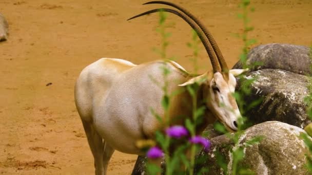 Close Oryx Antelope — стоковое видео