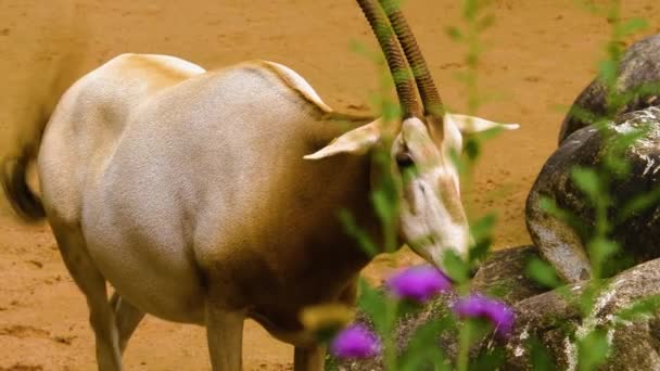 Close Van Oryx Antilope — Stockvideo