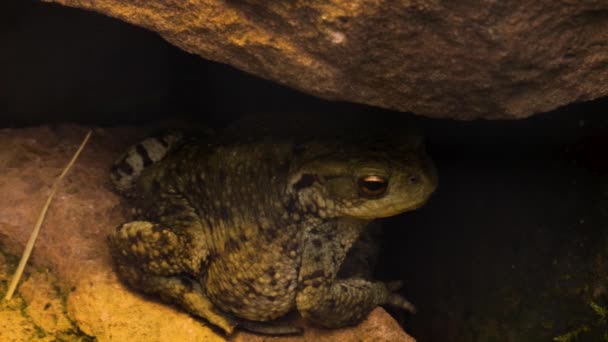 Primer Plano Reptiles Mirando Alrededor — Vídeo de stock