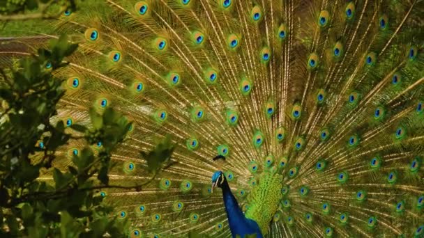 Gros Plan Oiseau Déplaçant Par Une Journée Ensoleillée Printemps — Video