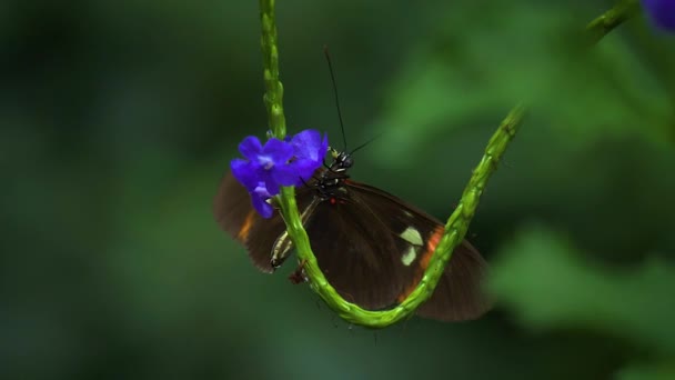Close Butterfly Sitting Flower — Stock Video